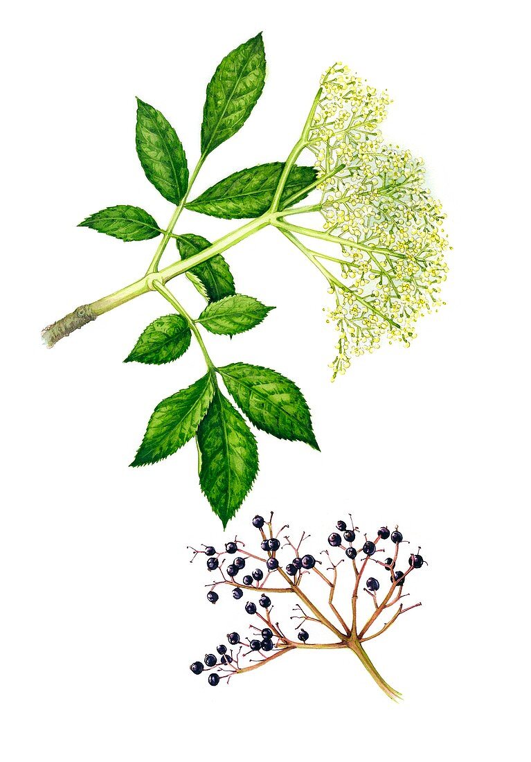 Elderflowers (Sambucus nigra) and berries, illustration