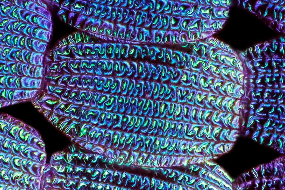 Butterfly wing scales, light micrograph