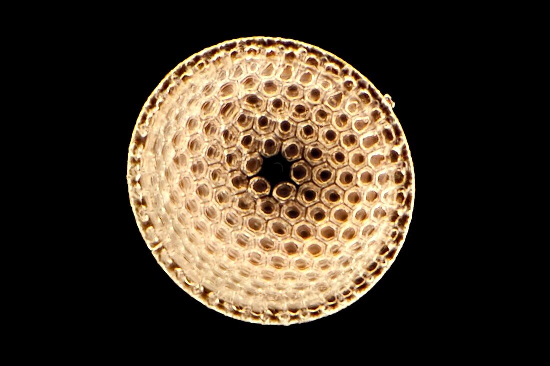 Fosssil diatom, light micrograph