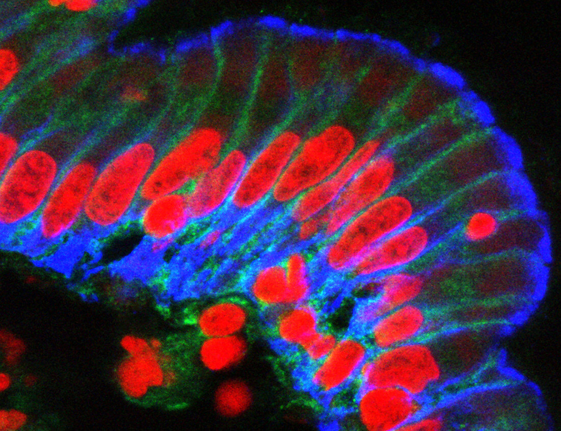 Small intestine columnar epithelium, light micrograph