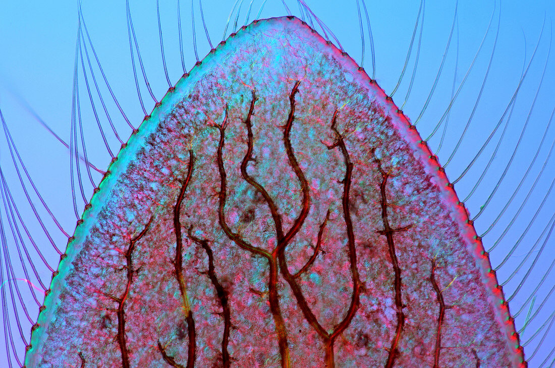 Damselfly caudal gill, light micrograph
