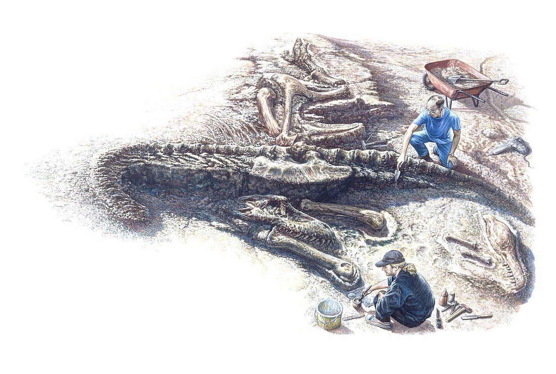 Dinosaur fossil excavation, illustration