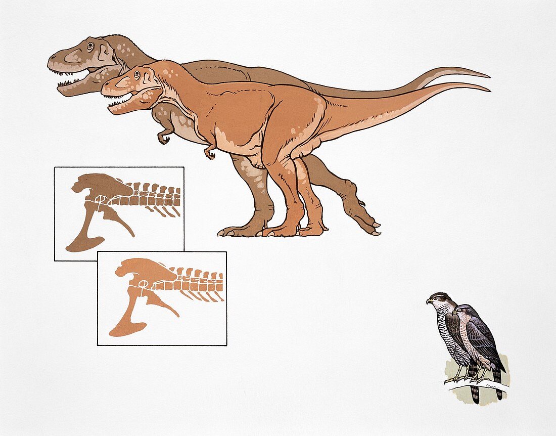 Sexing Tyrannosaurus rex, illustration