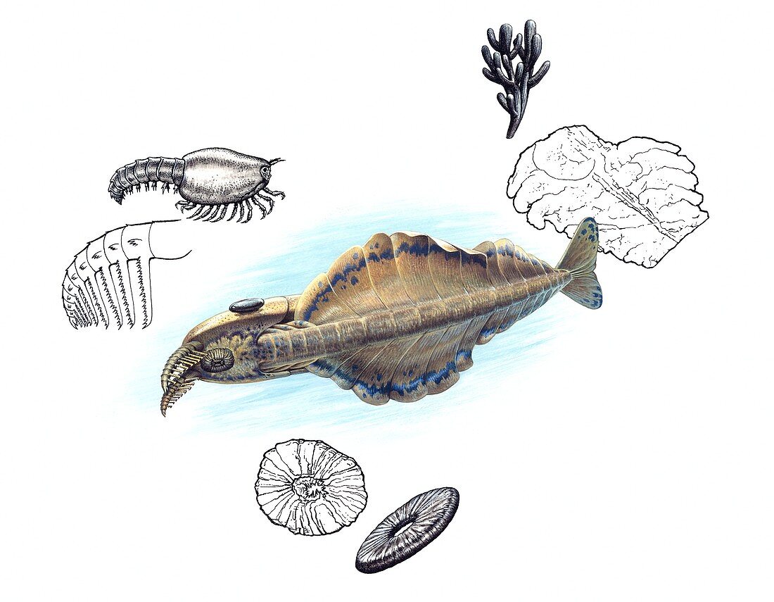 Anomalocaris fossil fragments, illustration