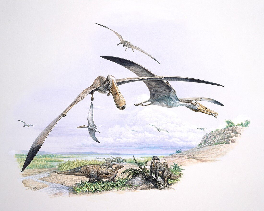 Istiodactylus pterosaurs, illustration