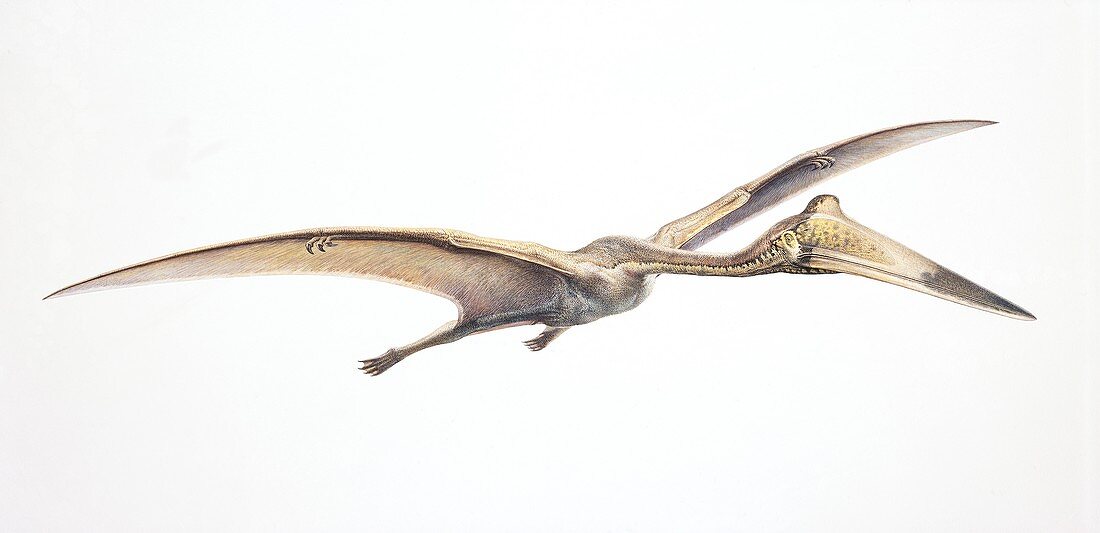 Quetzalcoatlus pterosaur, illustration