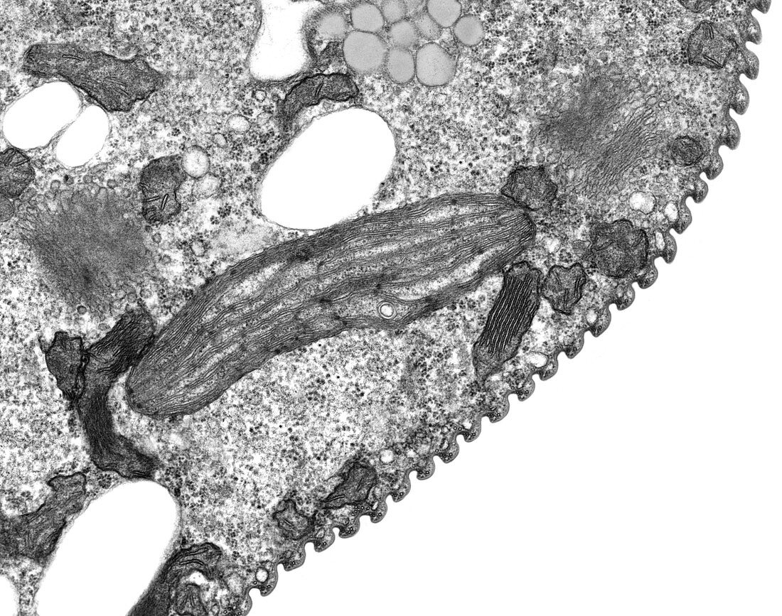 Euglena gracilis, TEM