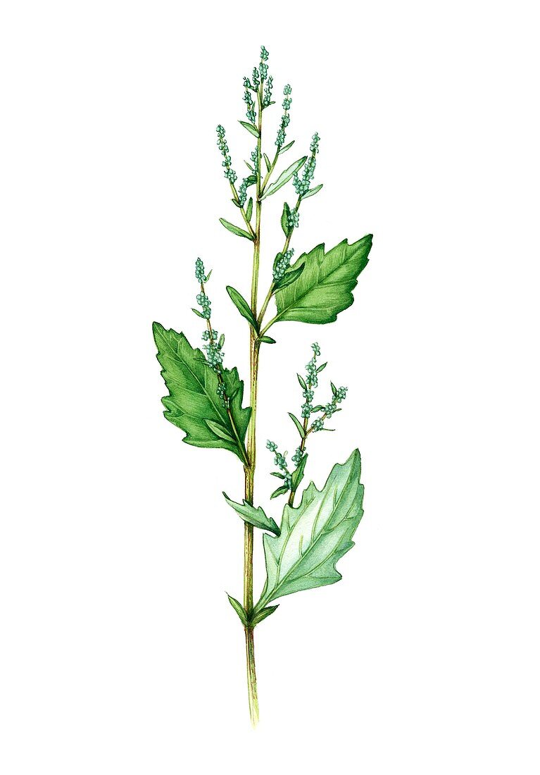 Fat-hen (Chenopodium album) in flower, illustration