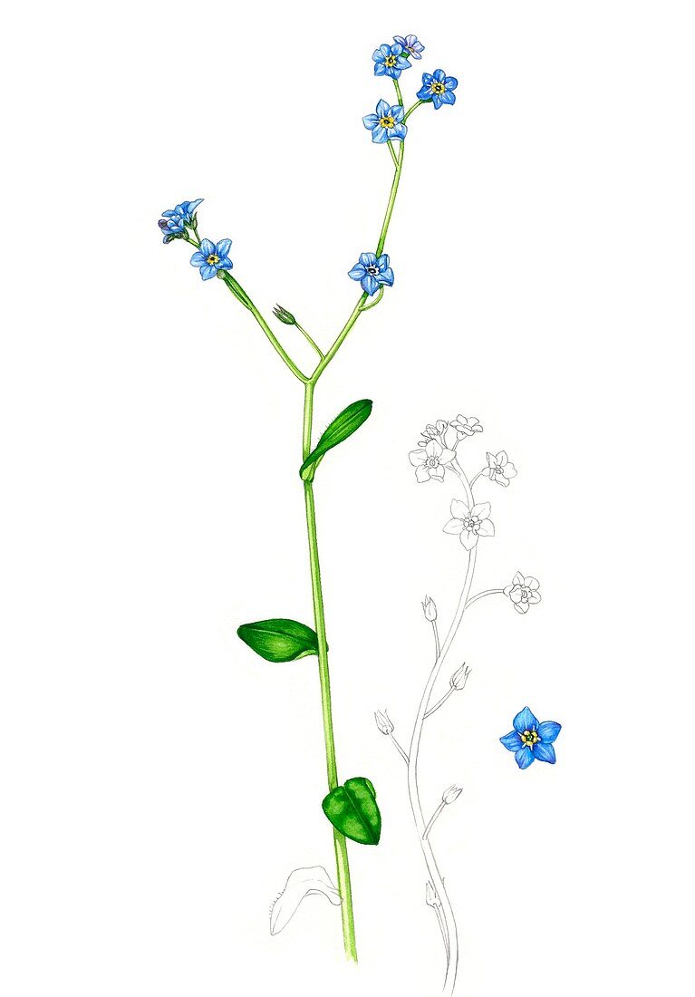 Forget-me-not (Myosotis arvenis) in flower, illustration