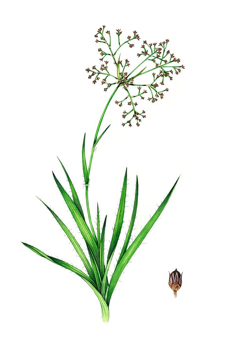 Great wood-rush (Luzula sylvatica) in flower, illustration