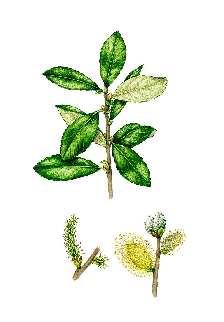 Grey willow (Salix cinerea), illustration