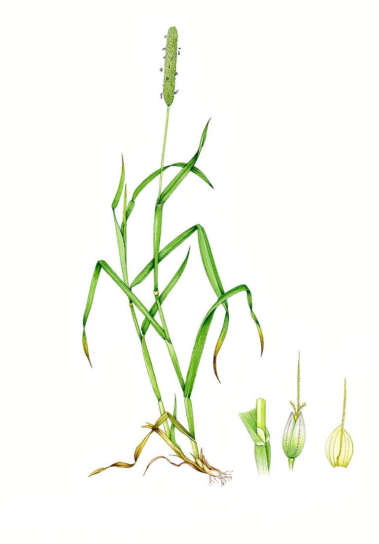 Meadow foxtail (Alopecurus pratensis), illustration