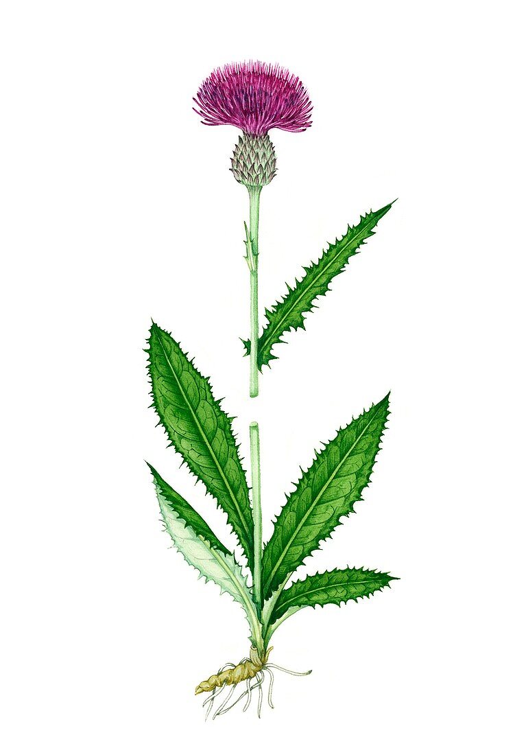 Meadow thistle (Cirsium dissectum) in flower, illustration