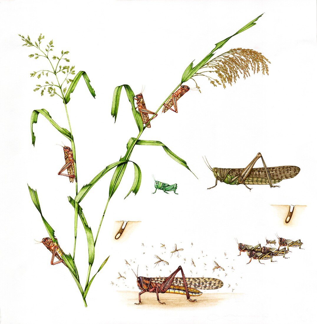 Migratory locust life-cycle, illustration