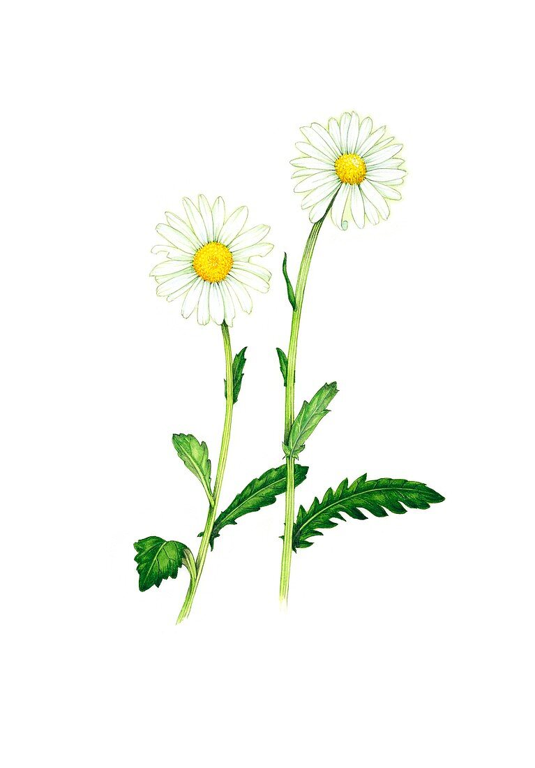 Ox-eye daisy (Leucanthemum vulgare) in flower, illustration