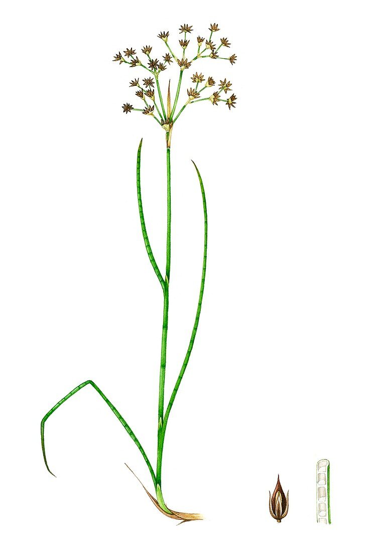 Sharp-flowered rush (Juncus acutiflorus), illustration