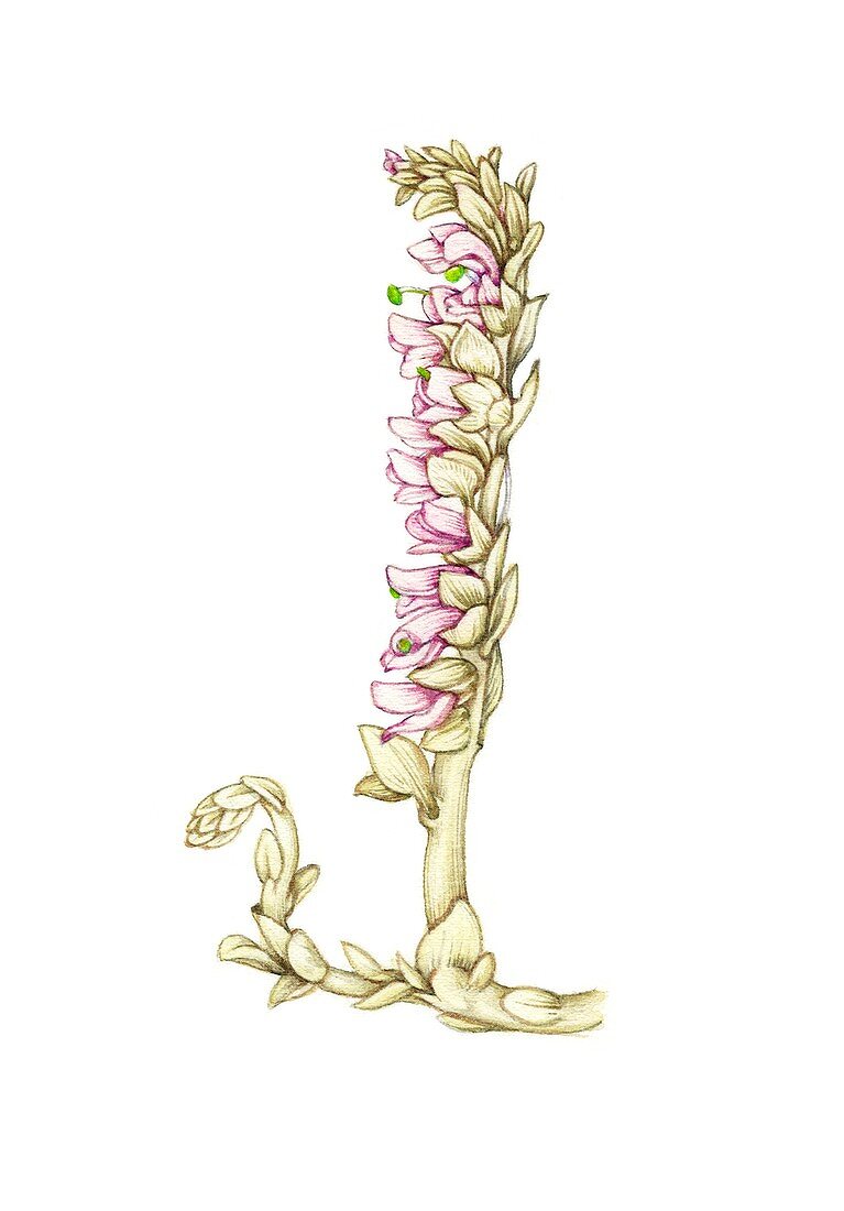 Toothwort (Lathraea squamaria) in flower, illustration