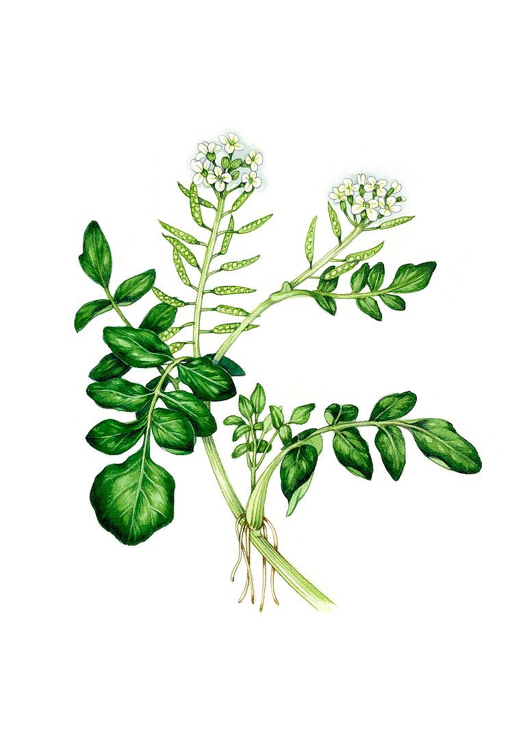 Watercress (Nasturtium officinale) in flower, illustration