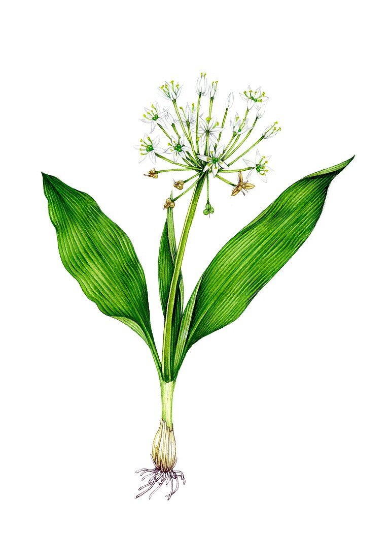 Wild garlic (Allium ursinum) in flower, illustration