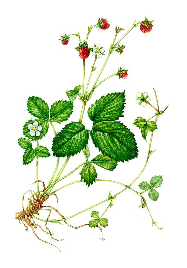 Wild strawberry (Fragaria vesca), illustration