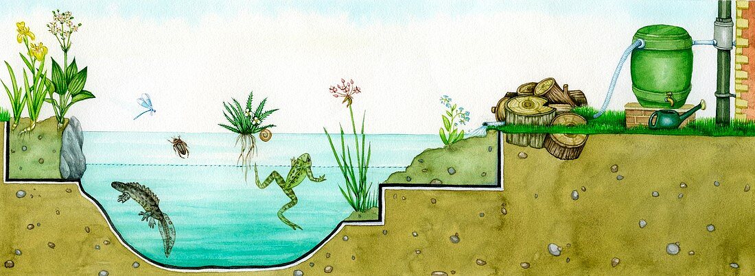 Pond habitat, illustration