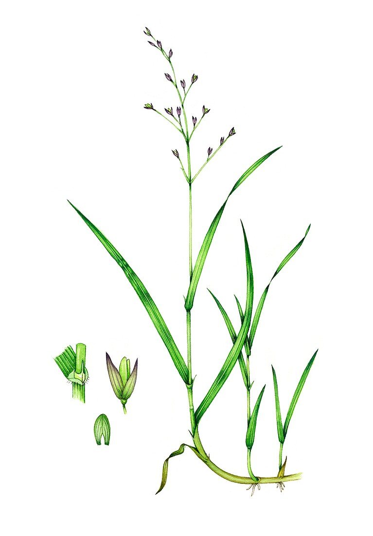 Wood melick (Melica uniflora), illustration