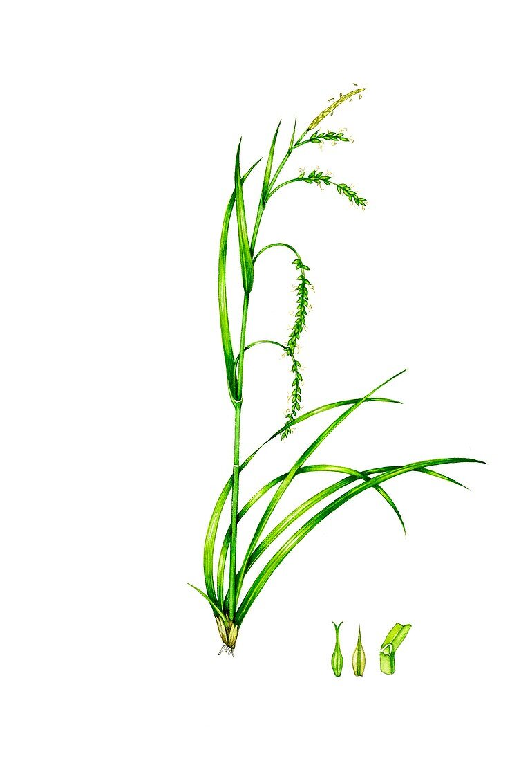 Wood sedge (Carex sylvatica), illustration