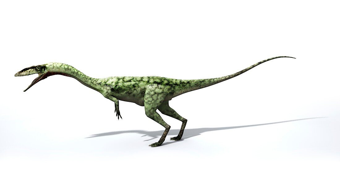 Coelophysis dinosaur, illustration