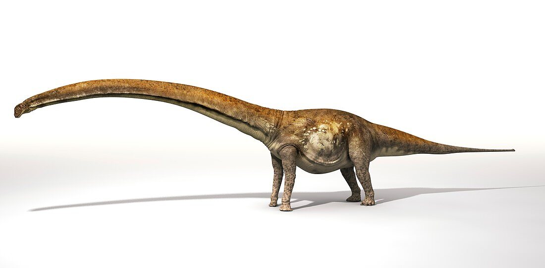 Mamenchisaurus dinosaur, illustration