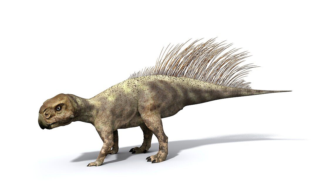Psittacosaurus dinosaur, illustration