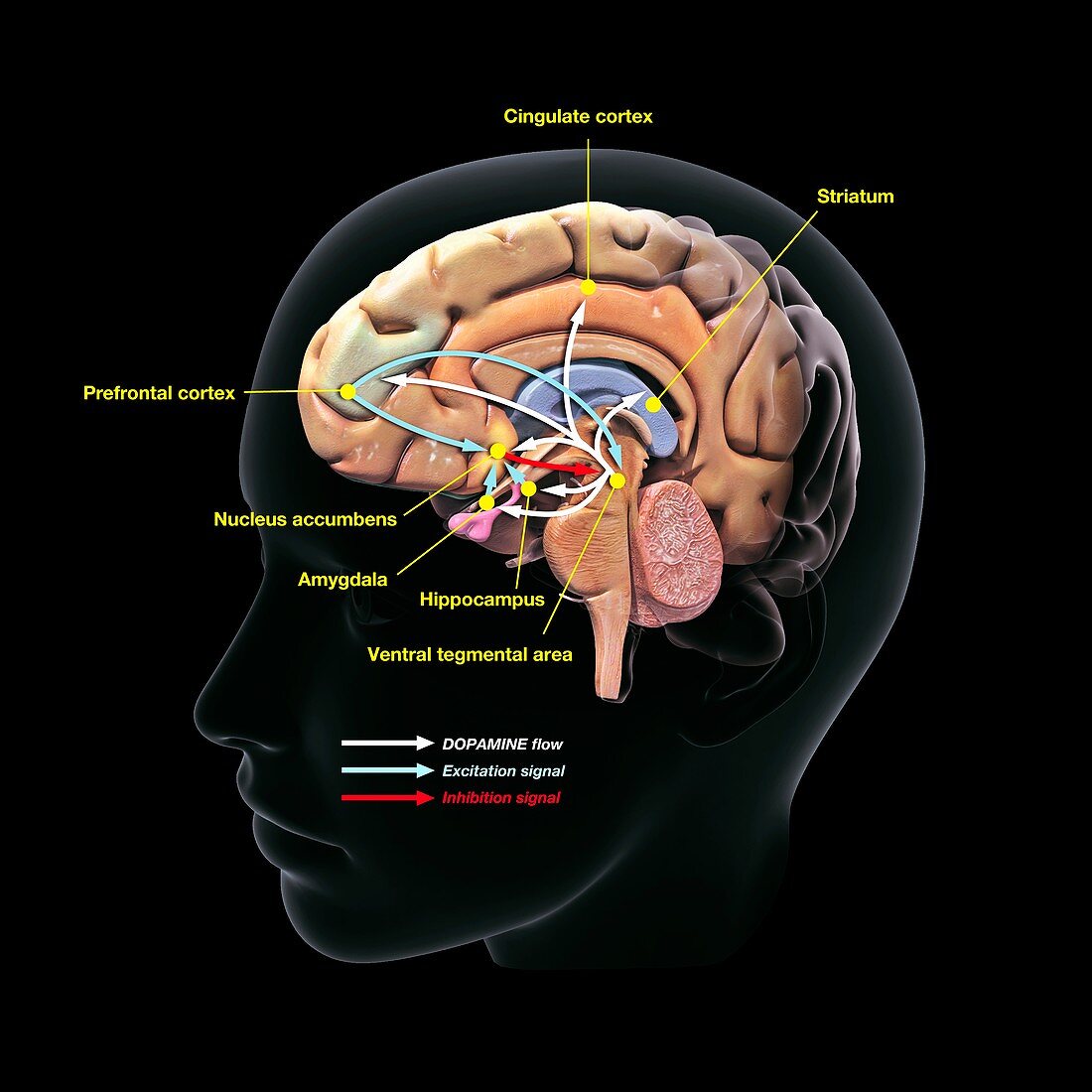 Dopamine brain mechanism, illustration