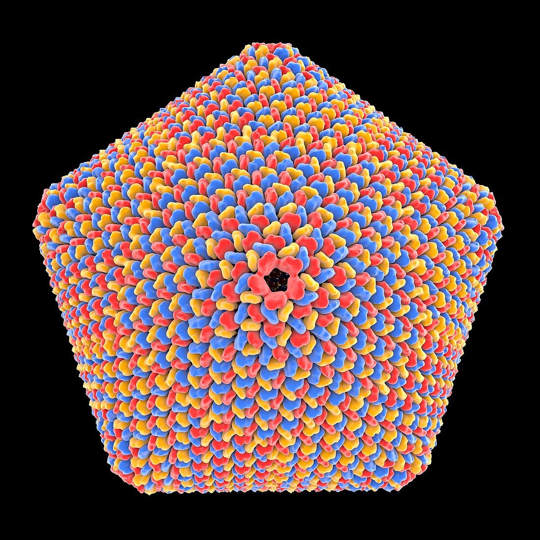 Icosahedral virus capsid, illustration