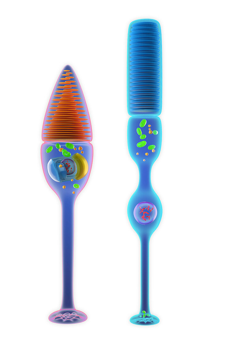 Rod and cone photoreceptor cells, illustration