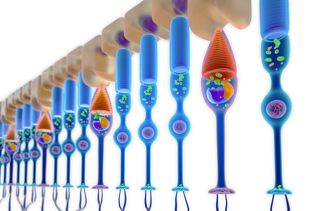 Rod and cone photoreceptor cells, illustration