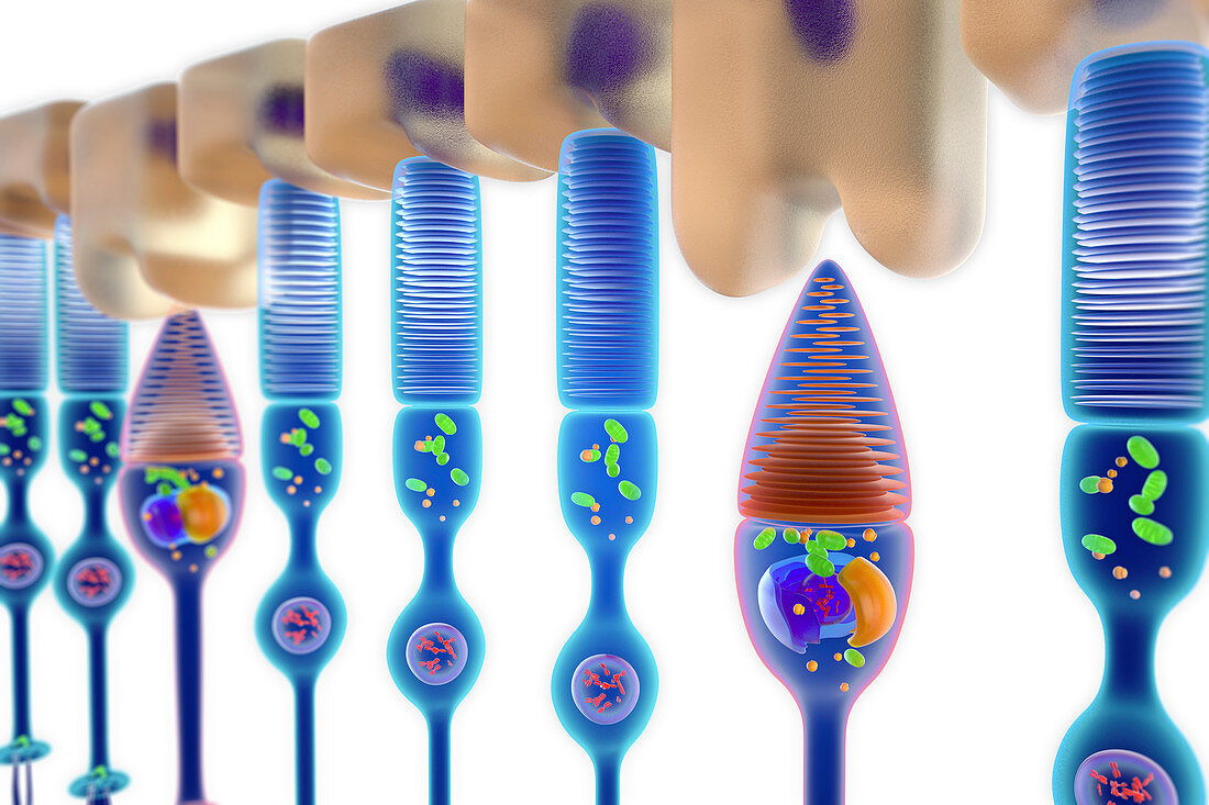 Rod and cone photoreceptor cells, illustration