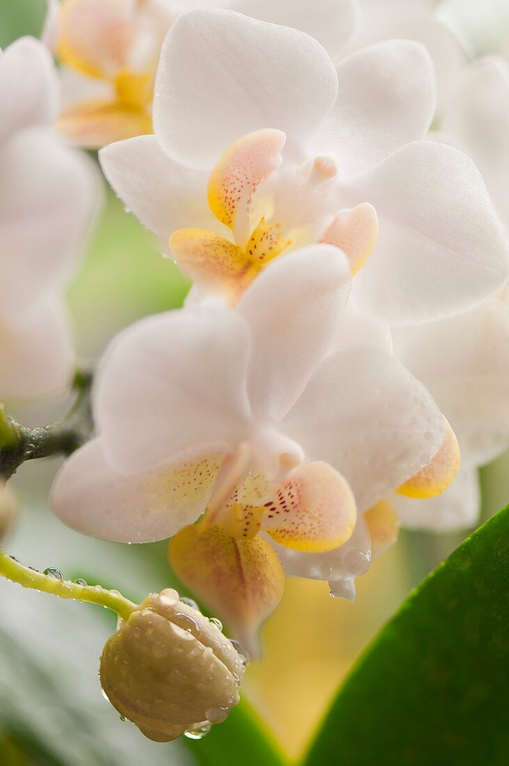 Phalaenopsis Liu's Fantasy 'Sweetheart'