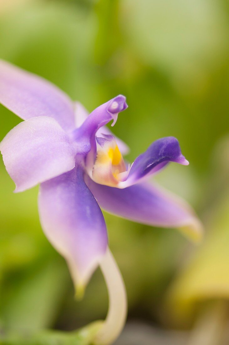 Phalaenopsis Samera 'Blue Sky'