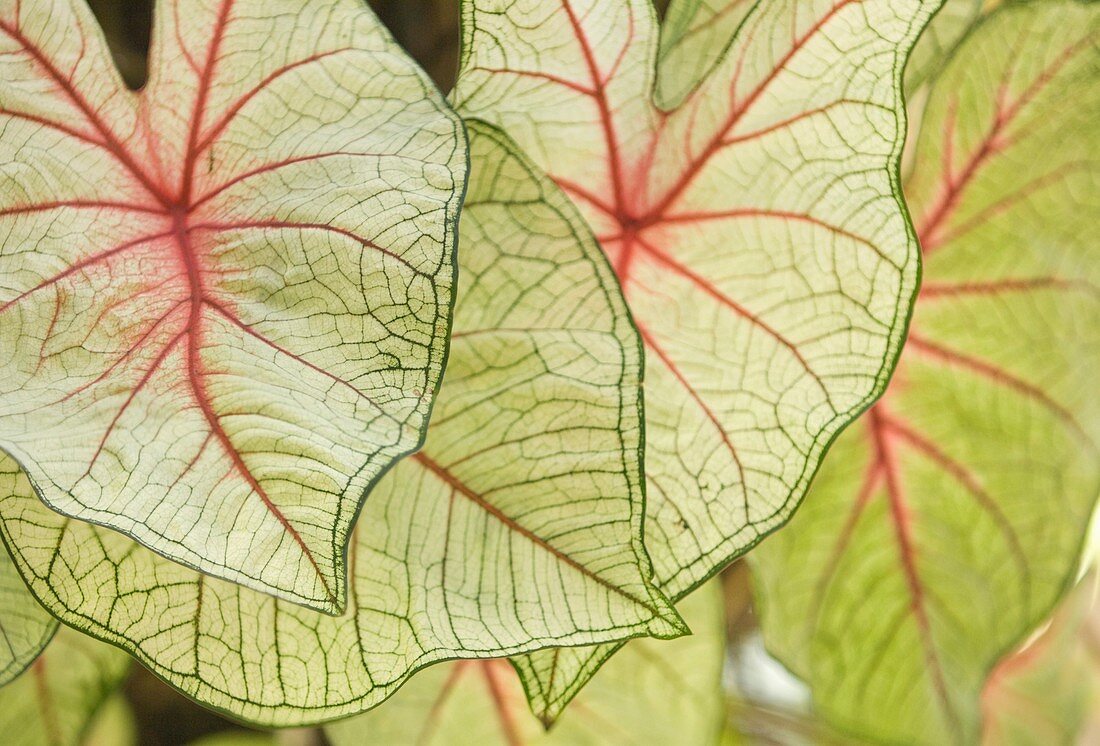 Caladium hybrid leaves