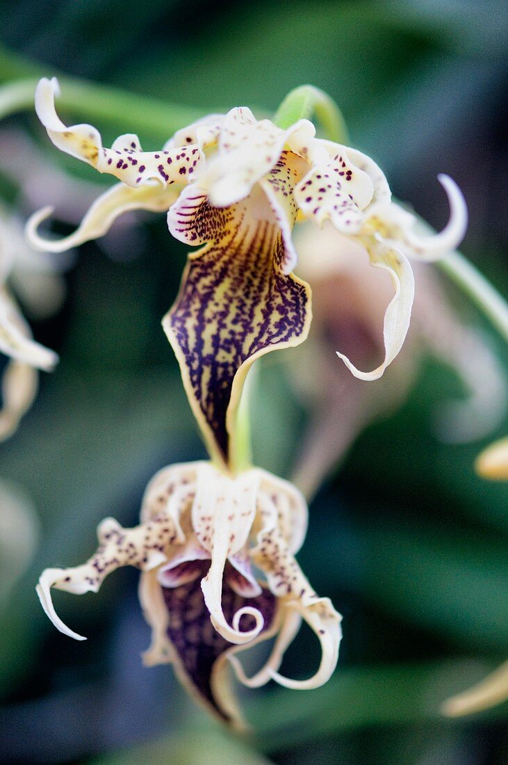 Dendrobium alexandrae orchid