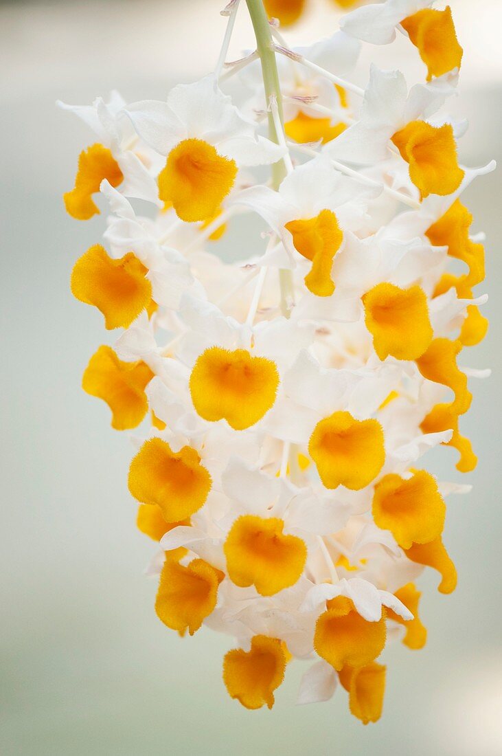 Dendrobium farmeri flowers