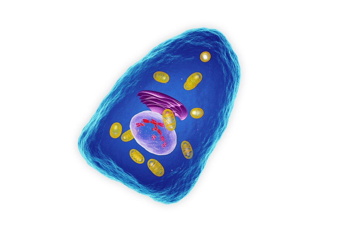 Osteoblast cell, illustration