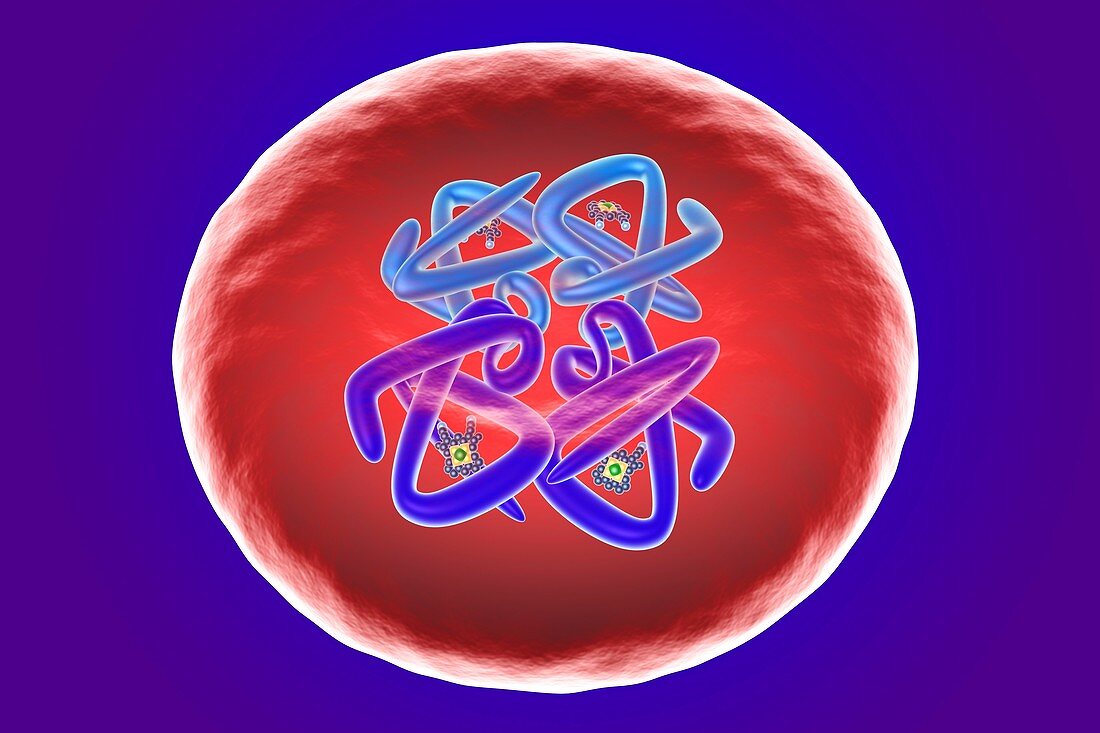 Red blood cell structure, illustration