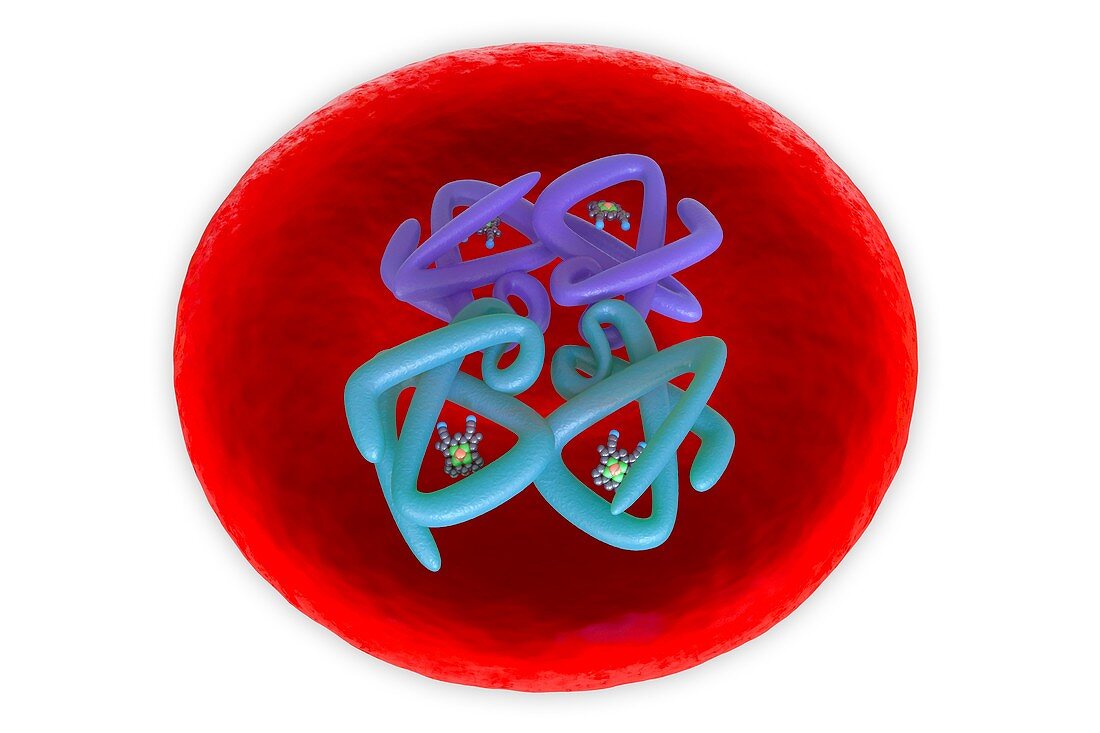 Red blood cell structure, illustration