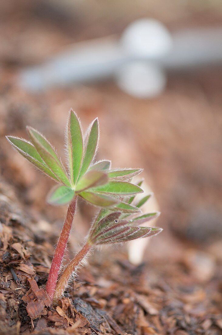 Young lupin (Lupinus sp.) plant