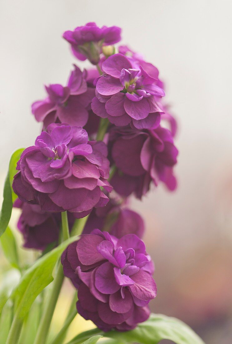 Purple stock (Matthiola incana) flowers