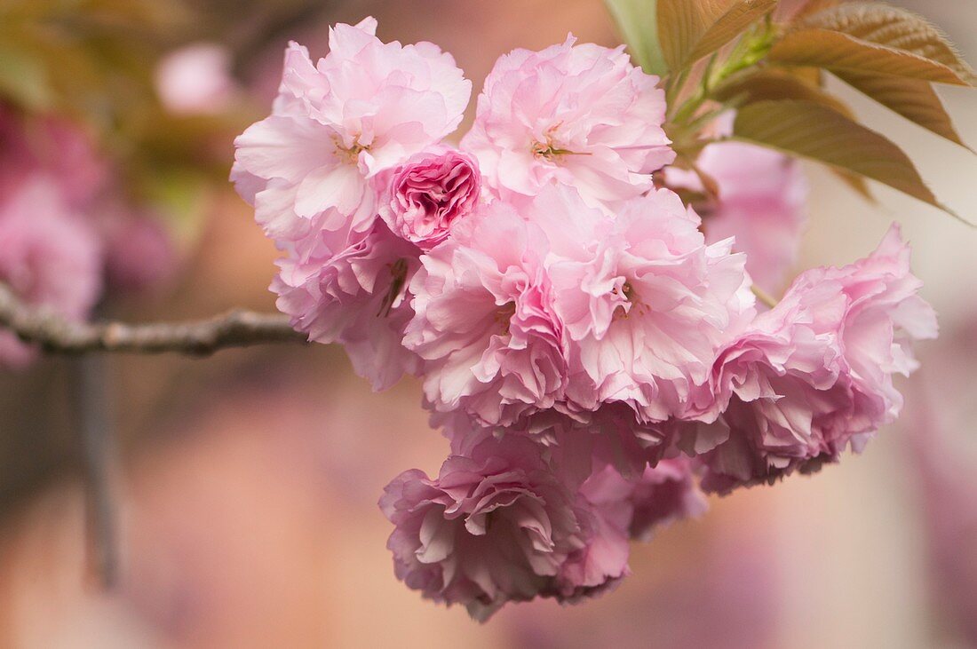 Kanzan cherry tree (Prunus Serrulata Kanzan') in flower