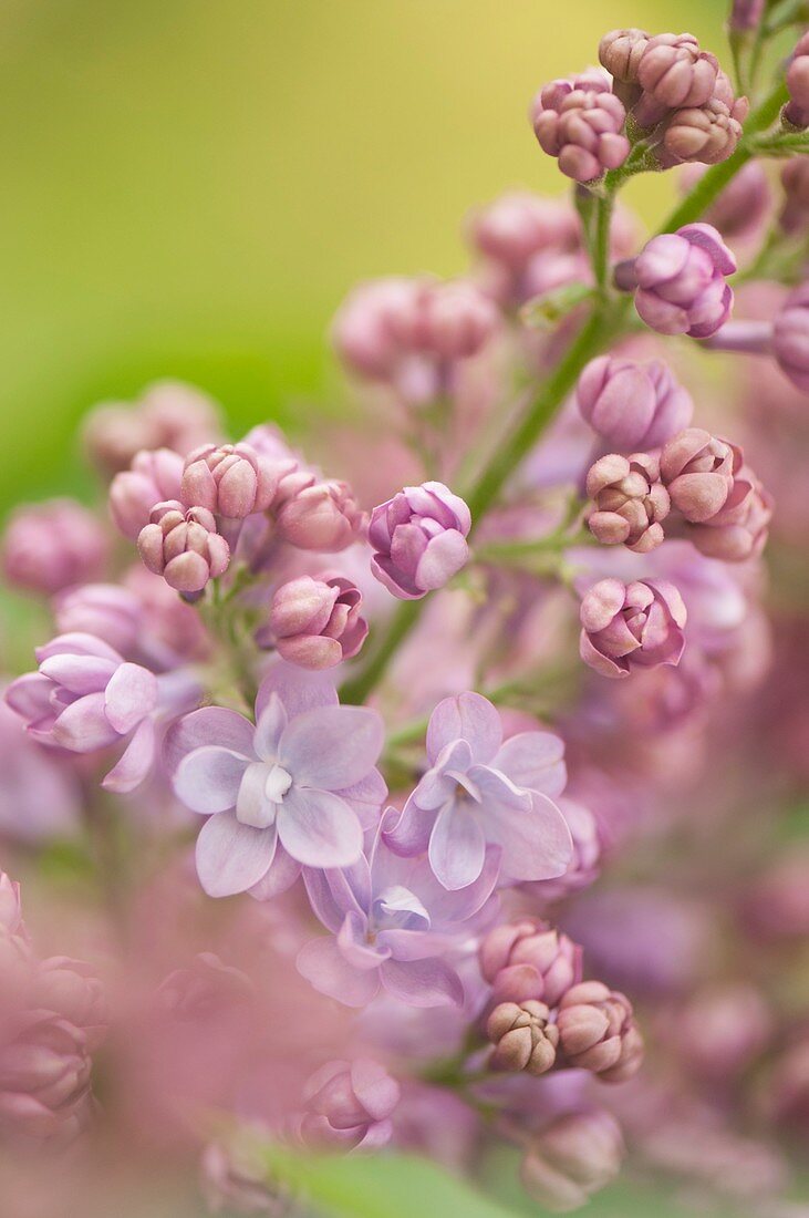 Lilac (Syringa vulgaris 'Nancy Reagan')