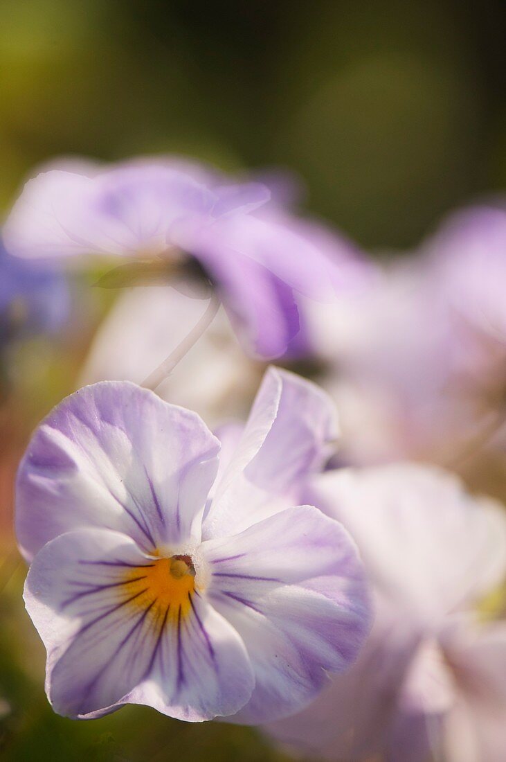 Pansy (Viola x wittrockiana) flower