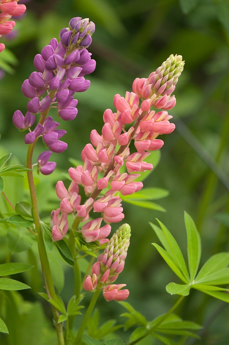 Pink and purple lupin flowers
