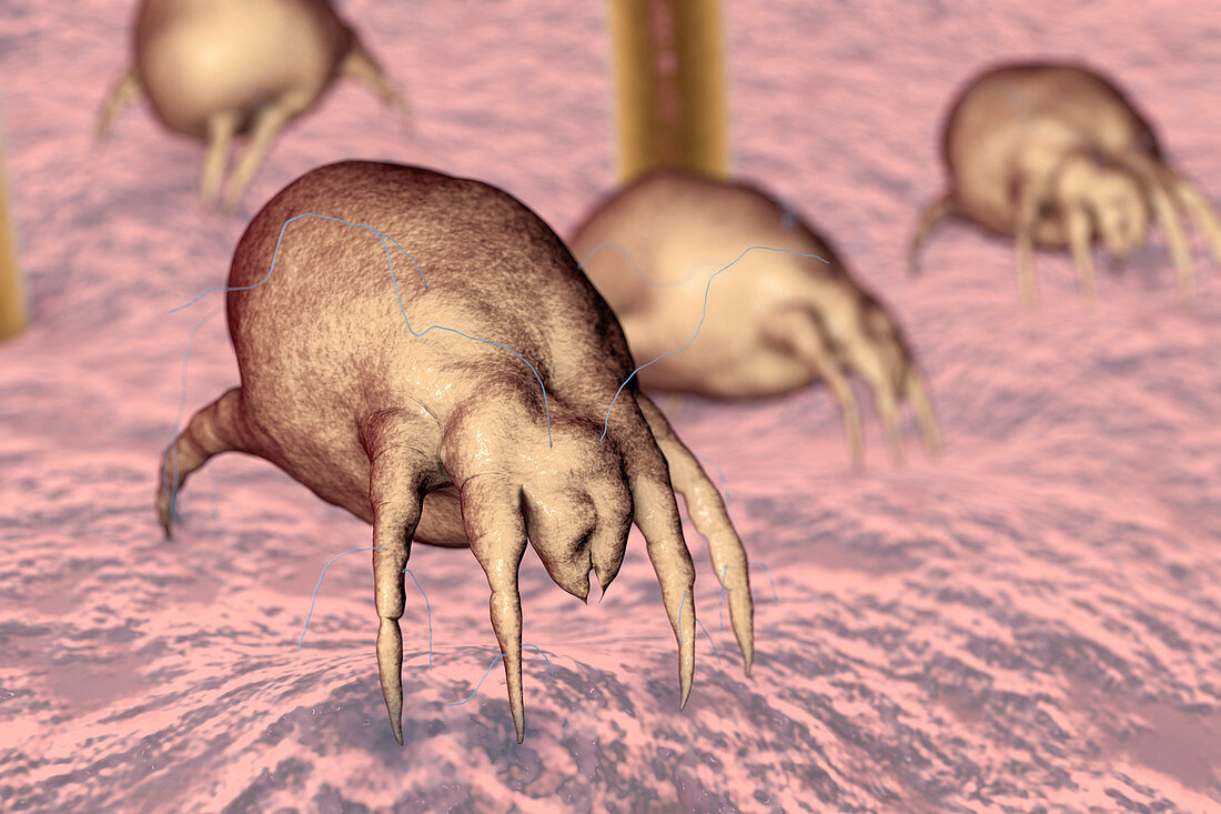 Dust mite, illustration